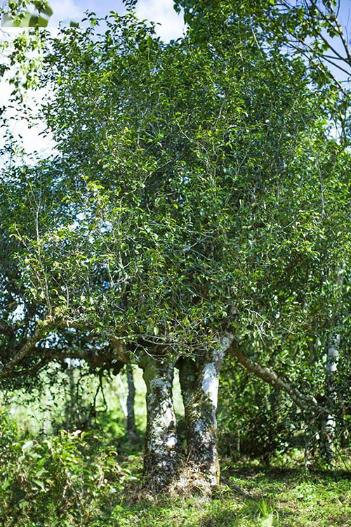 Arbre à thé Pu'er ancien